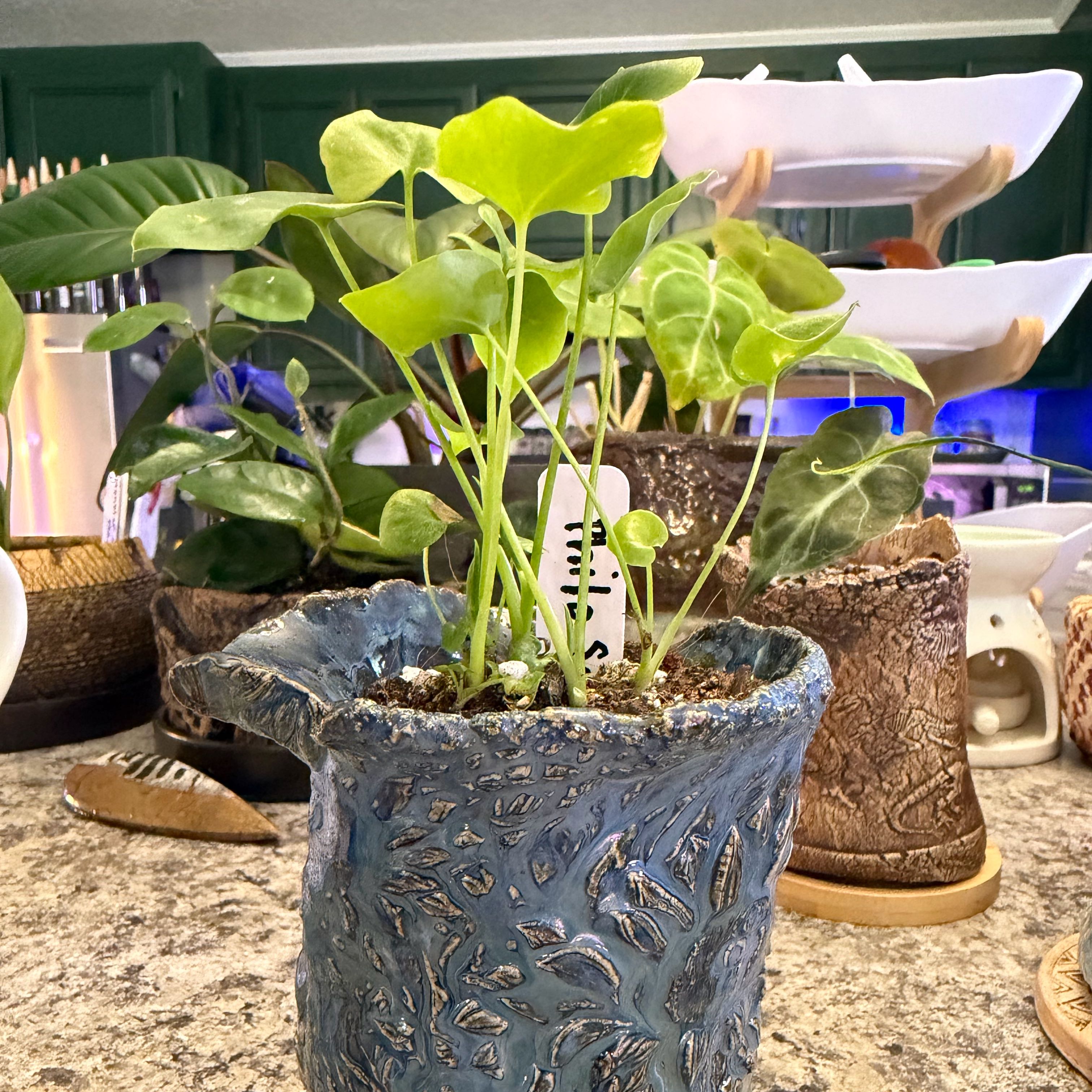 Photo of the plant species Red Sun Philodendren by @DotsSpot named Philodendron Red Sun on Greg, the plant care app