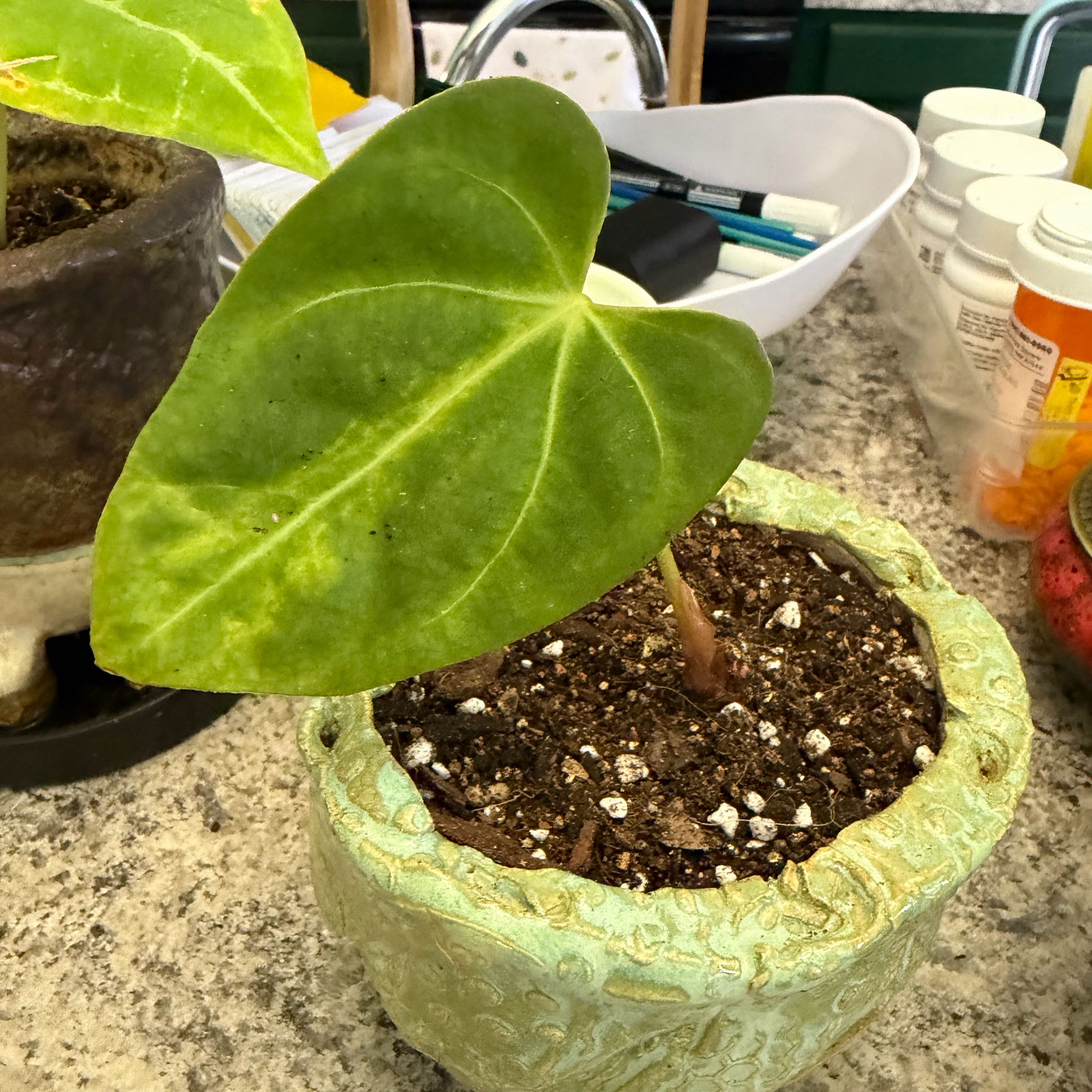 Photo of the plant species Red Anthurium by @DotsSpot named Anthurium NOID on Greg, the plant care app