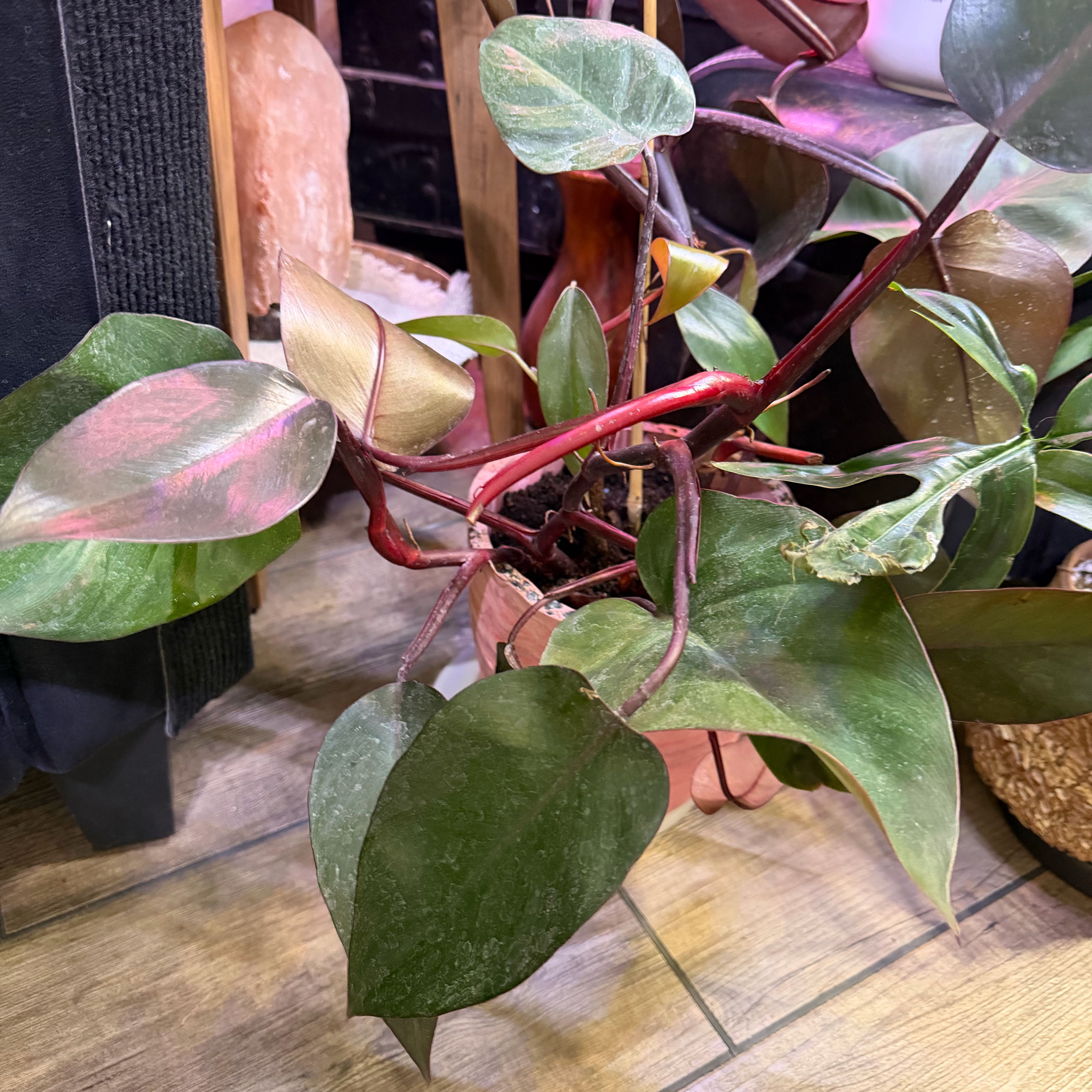 Photo of the plant species Philodendron Dark Lord by @DotsSpot named Philodendron Dark Lord on Greg, the plant care app