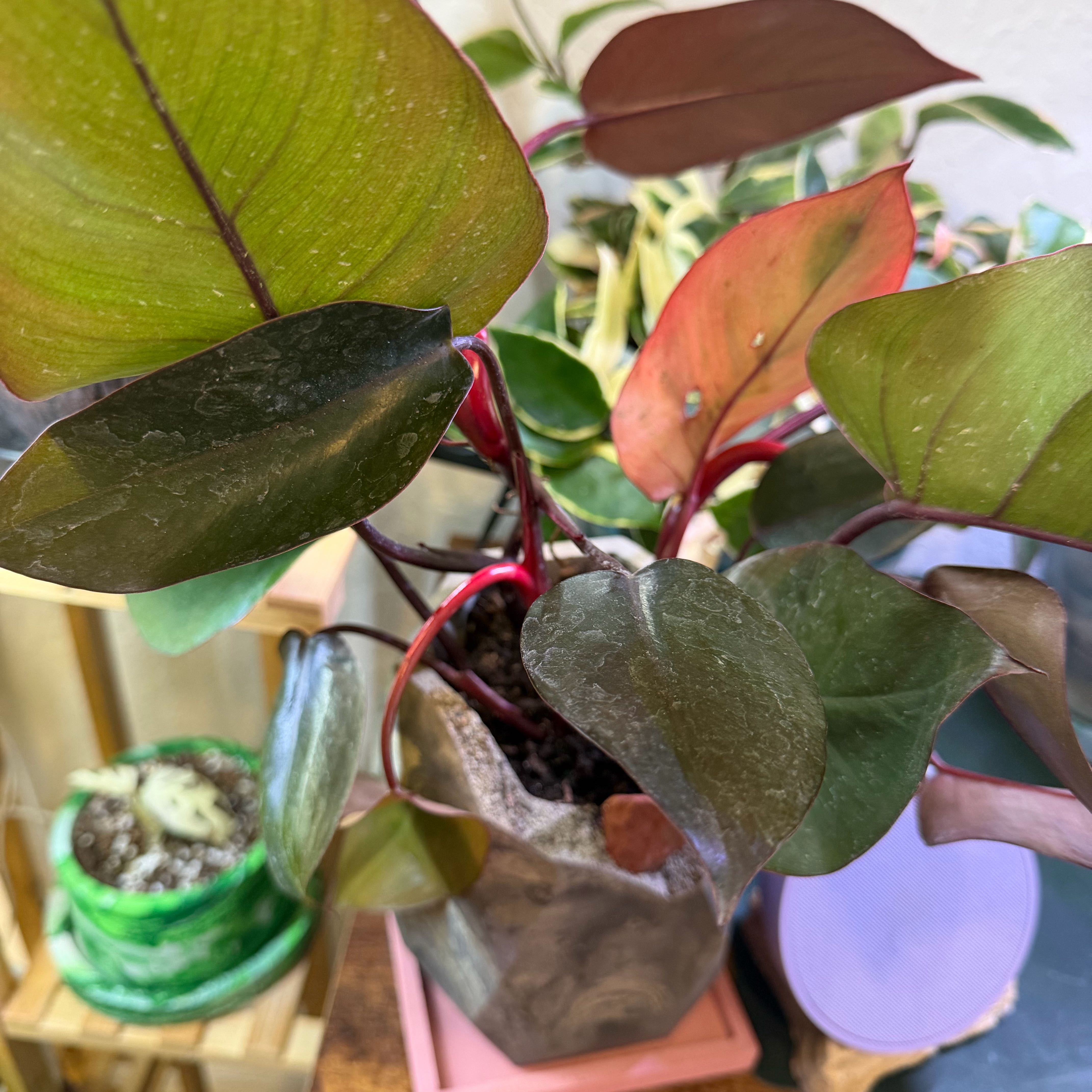 Photo of the plant species Philodendron Dark Lord by @DotsSpot named Philodendron Dark Lord on Greg, the plant care app