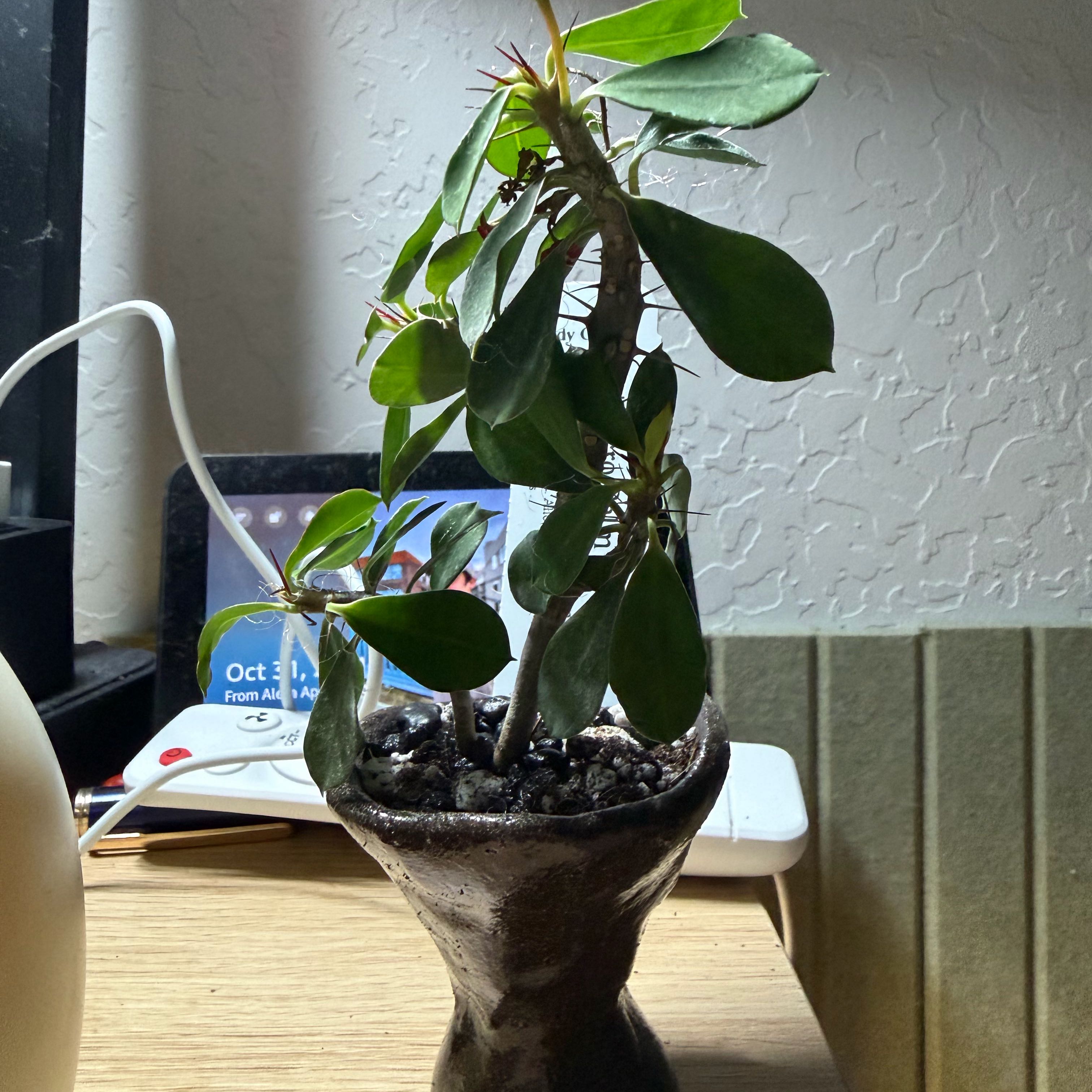 Photo of the plant species Micro Palm by @DotsSpot named Bonsai Micro Palm on Greg, the plant care app