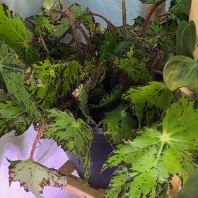 Photo of the plant species Begonia 'Geometry' by @DotsSpot named Begonia Geometry on Greg, the plant care app