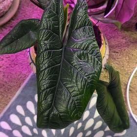 Photo of the plant species Alocasia Scalprum by @DotsSpot named Alocasia Scalptum on Greg, the plant care app