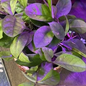 Photo of the plant species Hoya fungii x pubicalyx 'Royal Hawaiian Purple' by @DotsSpot named Hoya Fungii on Greg, the plant care app
