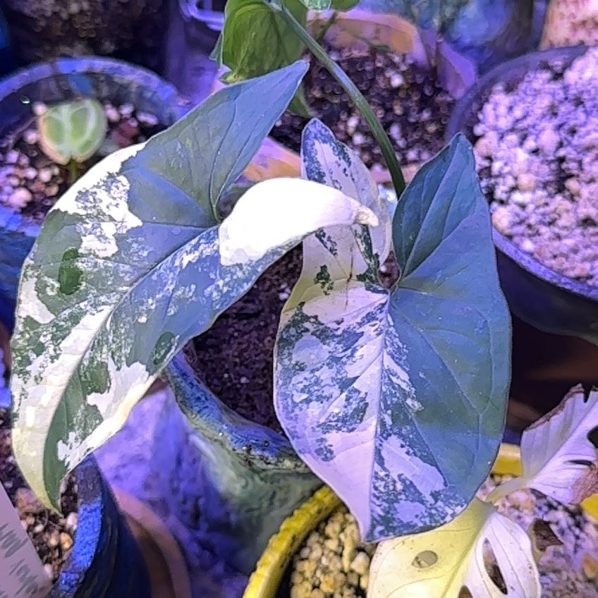 Photo of the plant species Syngonium aurea by @DotsSpot named Syngonium Aures Varigated on Greg, the plant care app