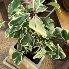 Photo of the plant species Ficus triangularis 'Variegata' by @DotsSpot named Bonsai Ficus on Greg, the plant care app