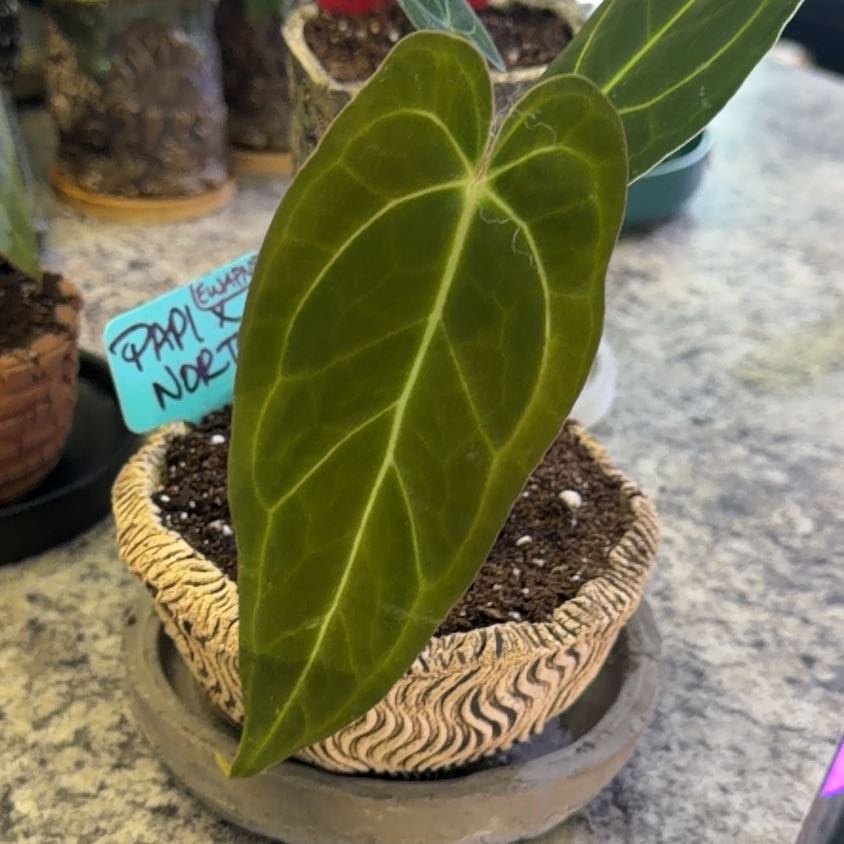 Photo of the plant species Anthurium papillilaminum by @DotsSpot named Anthurium Papi x Norte on Greg, the plant care app