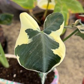 Photo of the plant species Mickey Mouse Taro by @DotsSpot named Taro Mickey Mouse on Greg, the plant care app