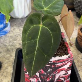 Photo of the plant species Anthurium papillilaminum by @DotsSpot named Anthurium Pali x Worq on Greg, the plant care app
