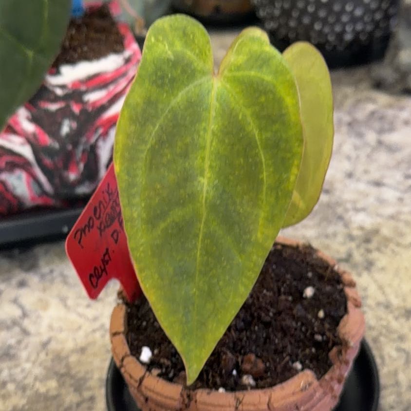 Photo of the plant species Anthurium Pink Lem/Crystal X Wonder Boy by @DotsSpot named Anthurium Crystal x Phoenix x Edwards on Greg, the plant care app