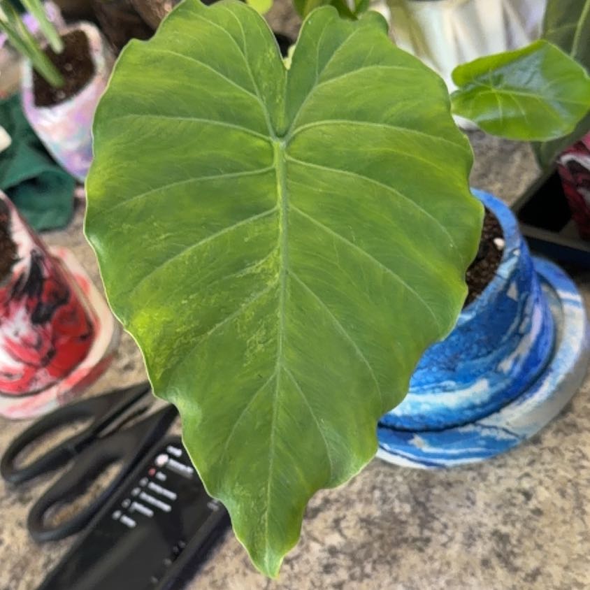 Photo of the plant species Alocasia Gageana Aurea Variegata by @DotsSpot named Alocasia gageana Aurea on Greg, the plant care app