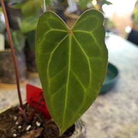 Photo of the plant species Anthurium Fort Sherman X Luxurians by @DotsSpot named Anthurium Fort Sherman x Guna x Yala on Greg, the plant care app
