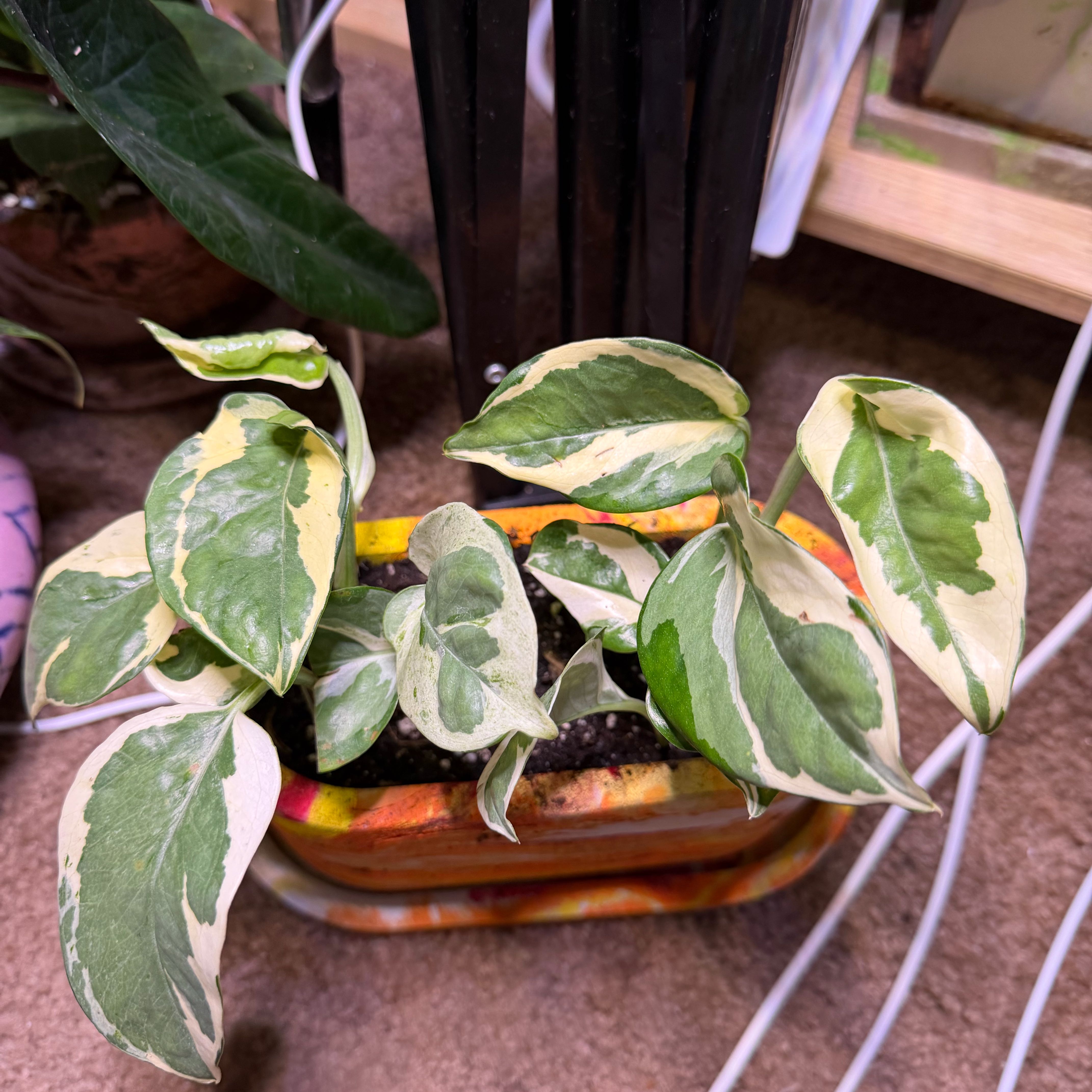 Photo of the plant species Glacier Pothos by @DotsSpot named Pothos Teruno  Glacier on Greg, the plant care app