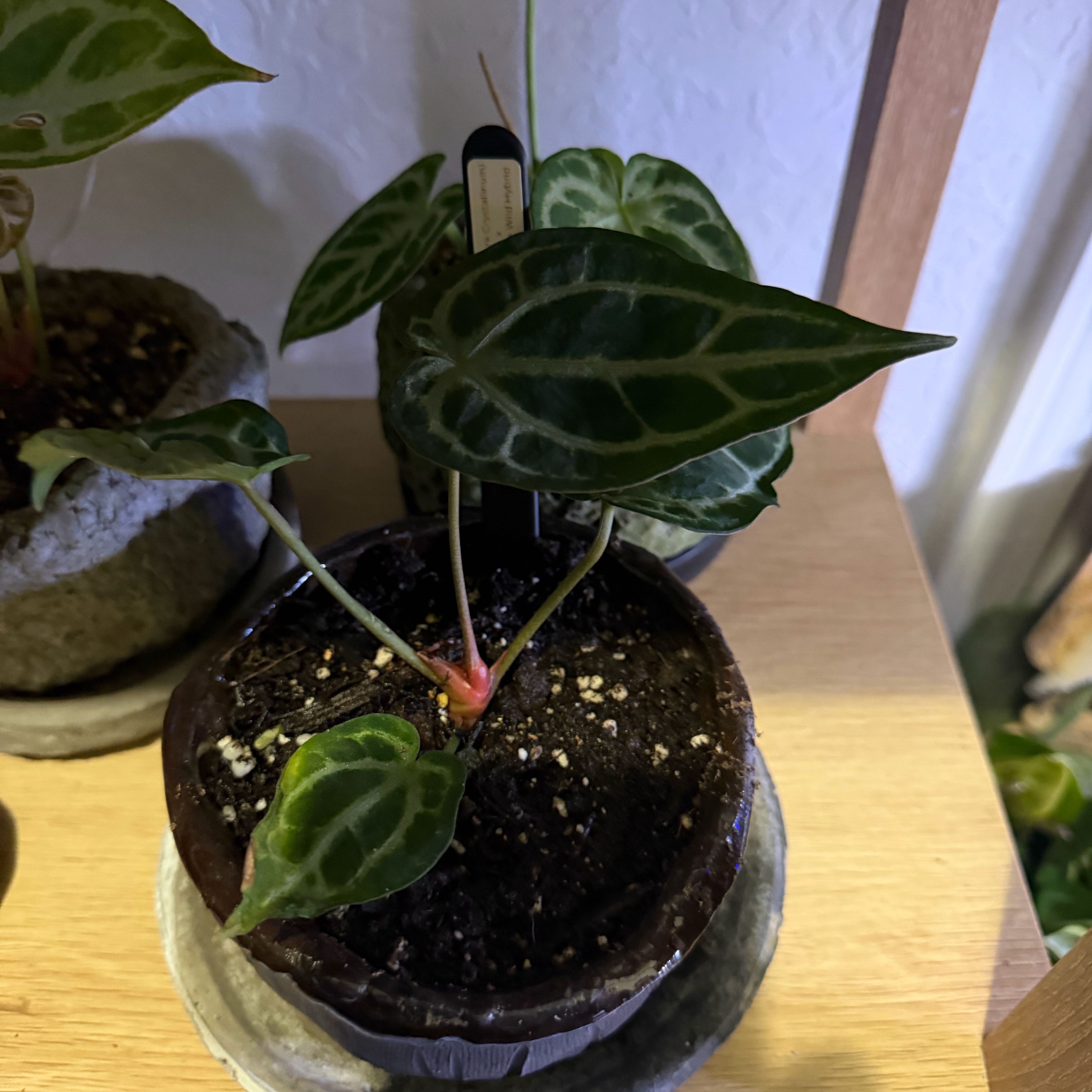 Photo of the plant species Anthurium Dark Form Crystallinum X Magnificum by @DotsSpot named Anthurium Dark Crystal x Mag on Greg, the plant care app