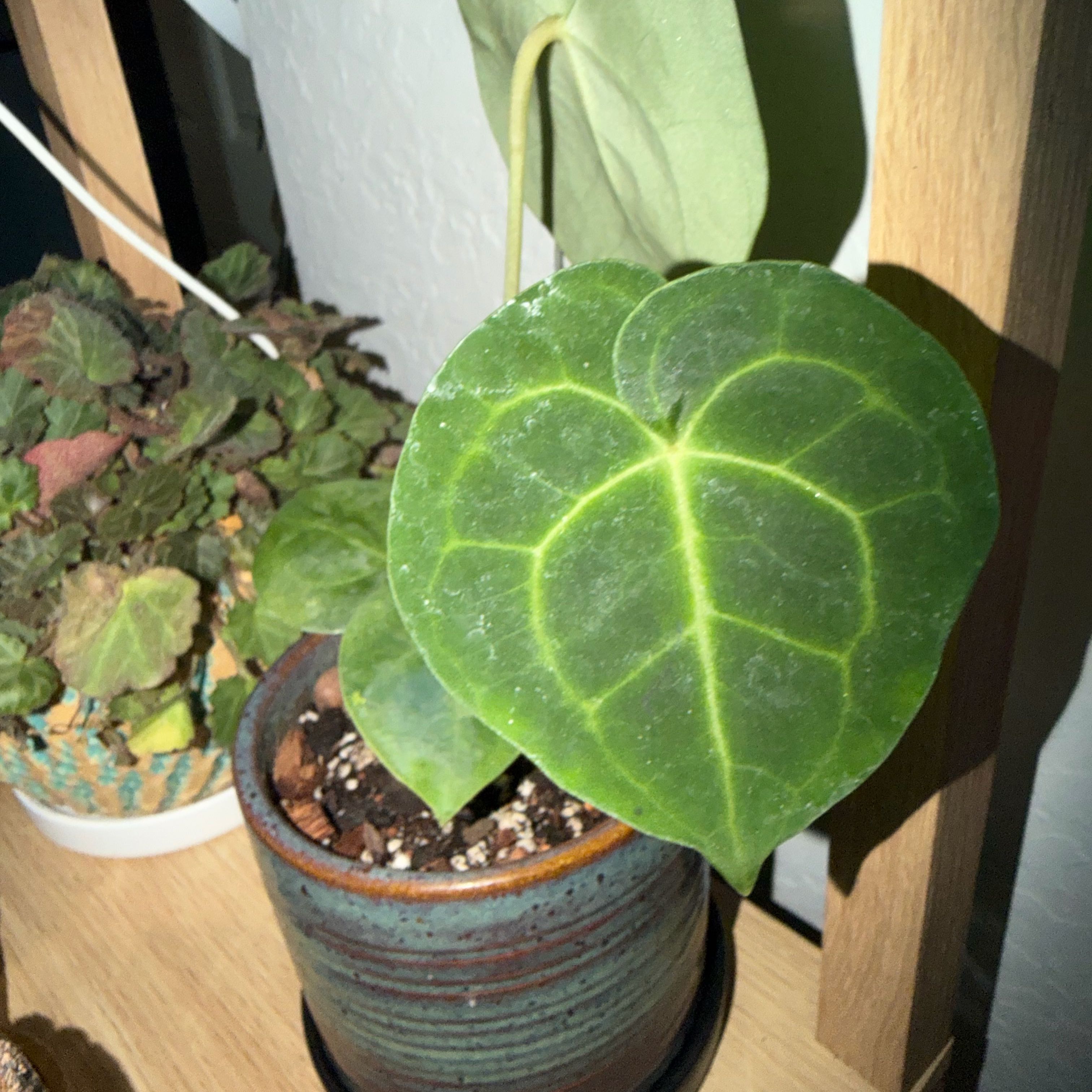 Photo of the plant species Assorted Anthurium by @DotsSpot named Anthurium SKG Grey/NSE Silver on Greg, the plant care app