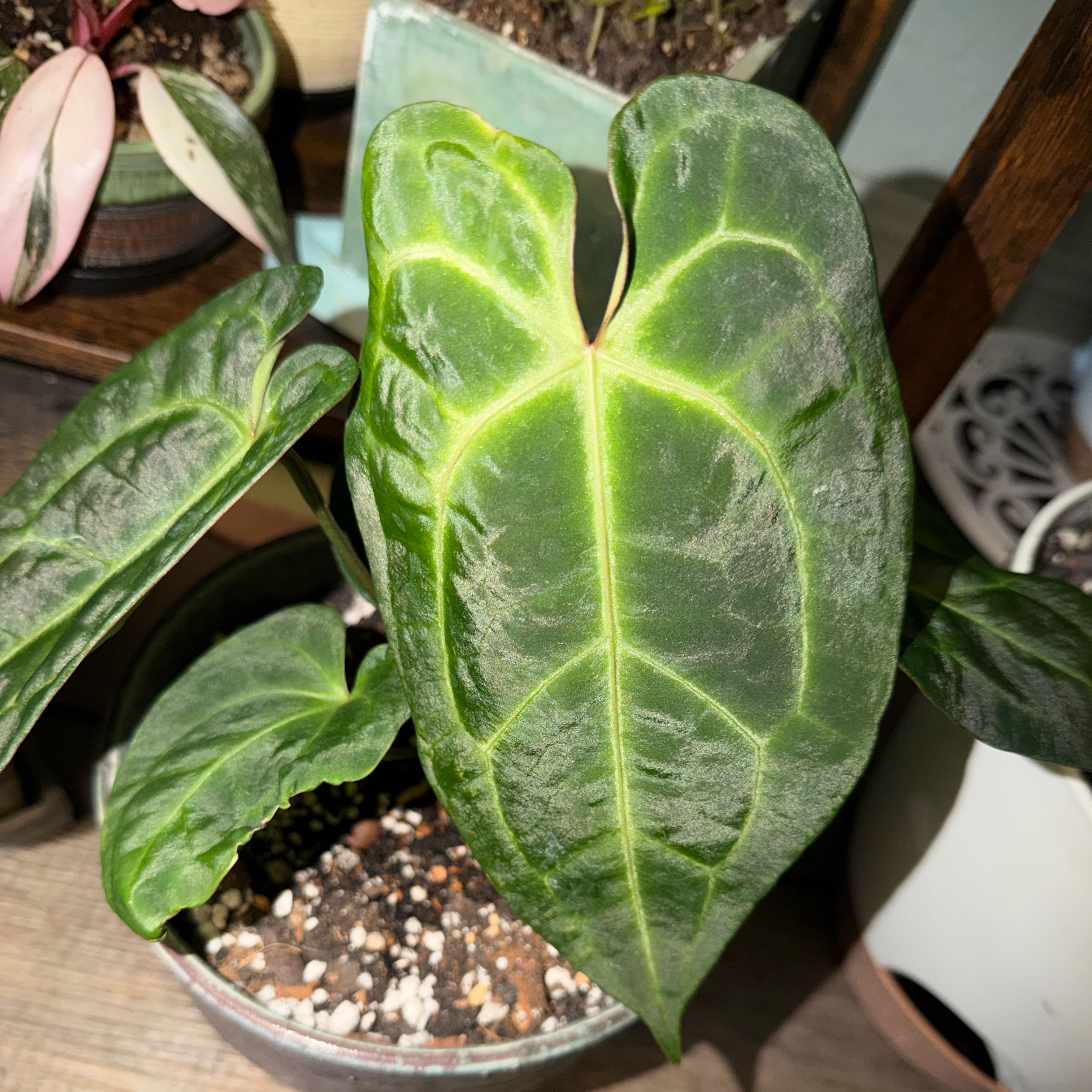 Photo of the plant species Anthurium NOID by @DotsSpot named Anthurium NOID Barry on Greg, the plant care app
