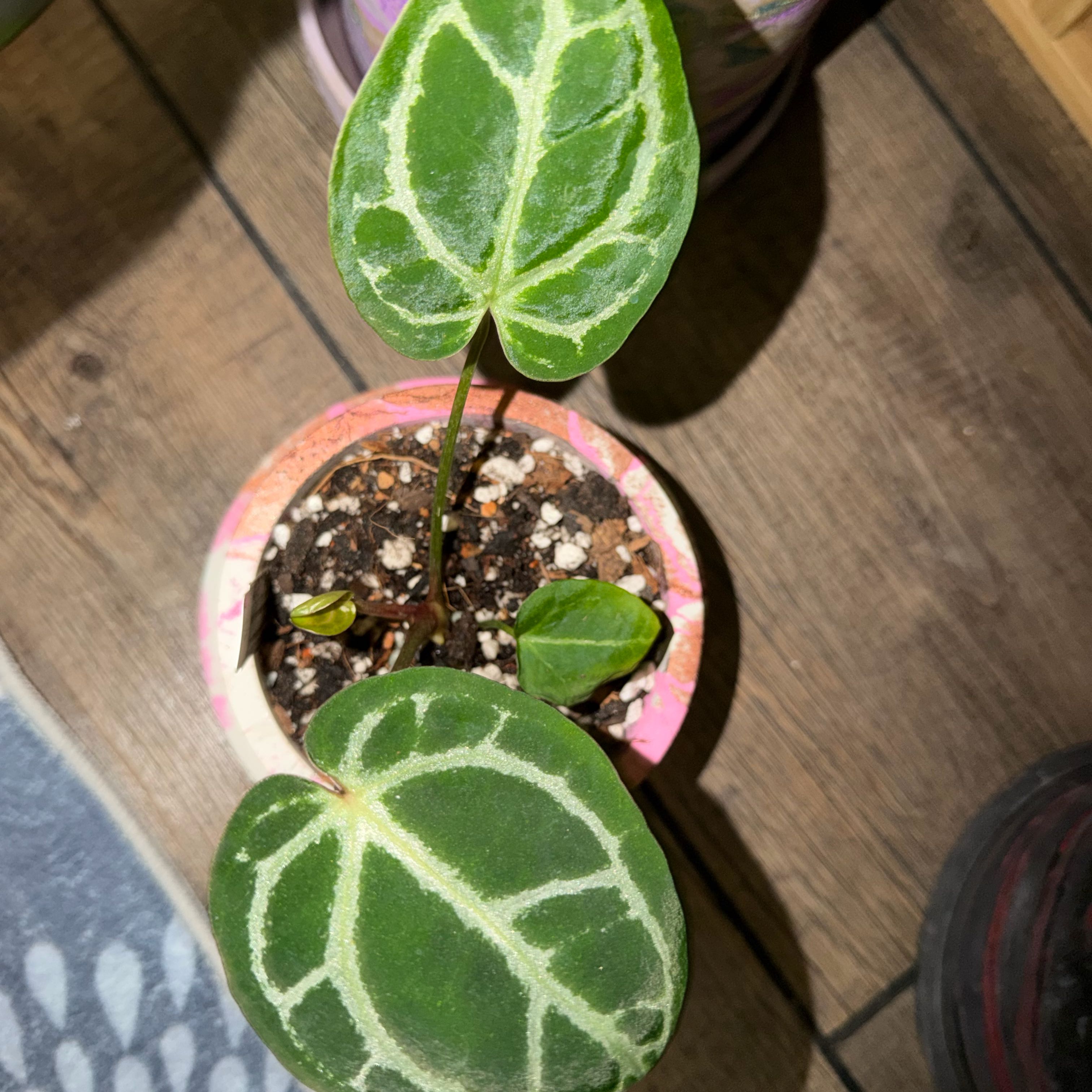 Photo of the plant species Anthurium NOID by @DotsSpot named Anthurium SKG Grey/NSE Silver on Greg, the plant care app