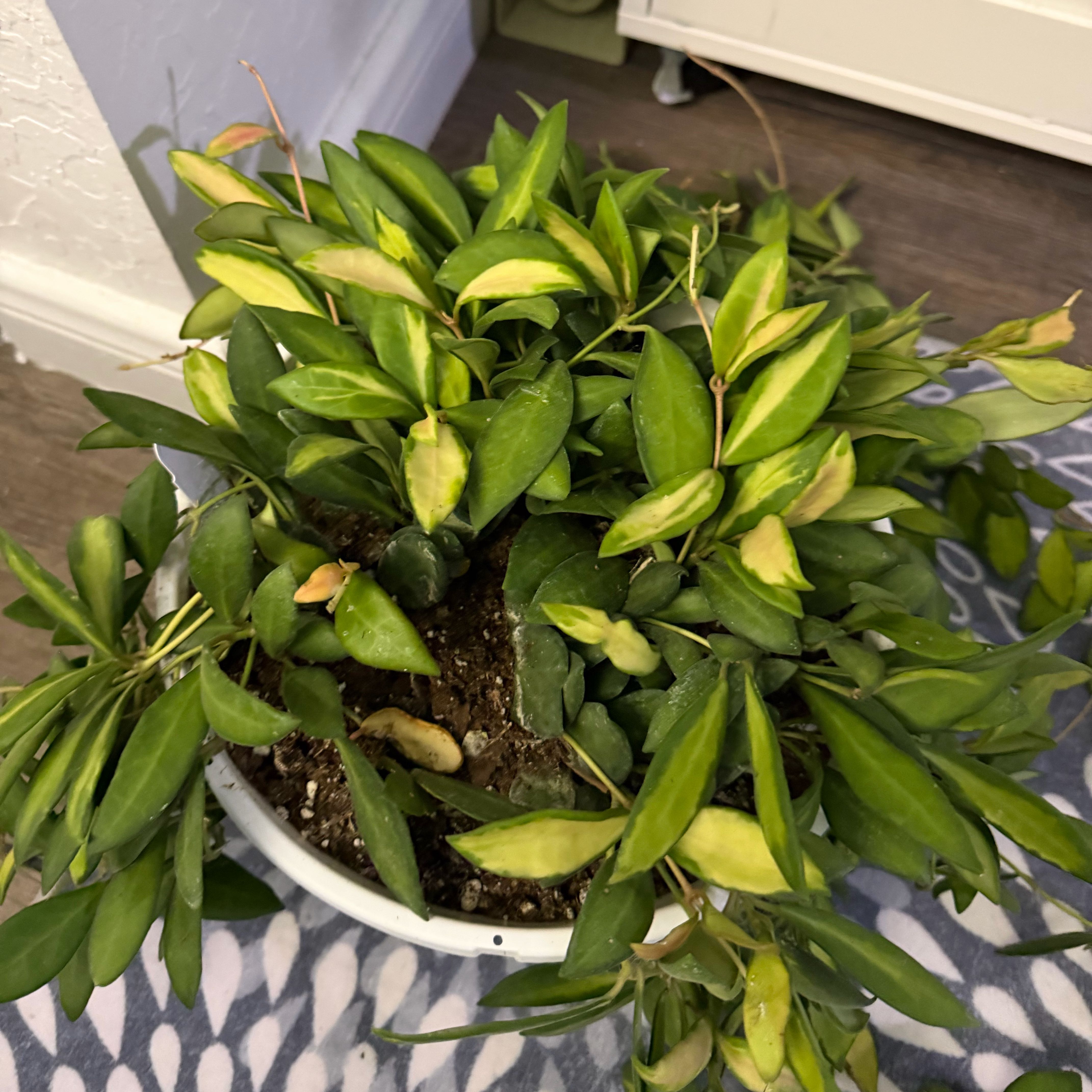 Photo of the plant species Hoya 'Burtoniae' by @DotsSpot named Hoya DS-70 on Greg, the plant care app