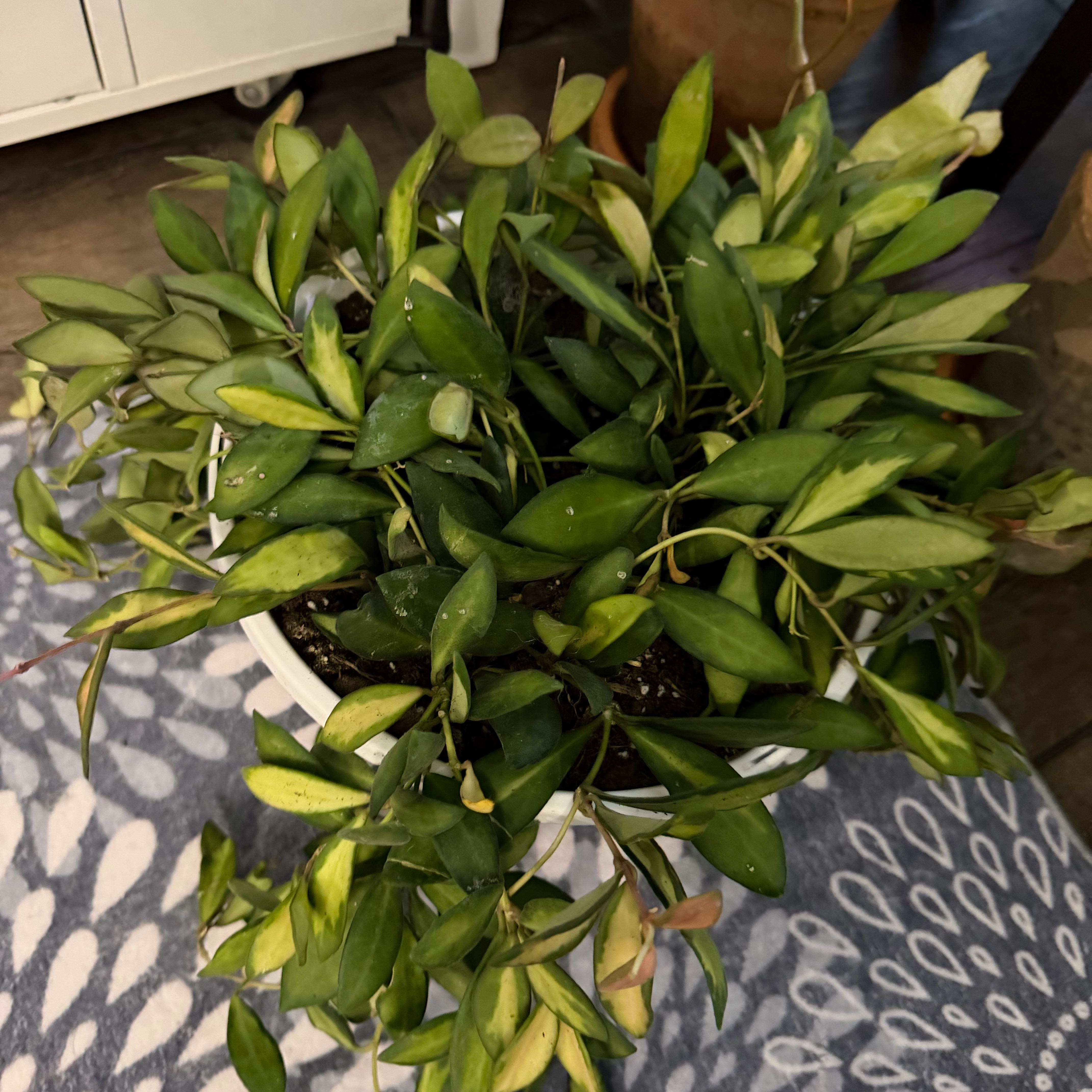 Photo of the plant species Hoya 'Burtoniae' by @DotsSpot named HoyaDS-70 on Greg, the plant care app