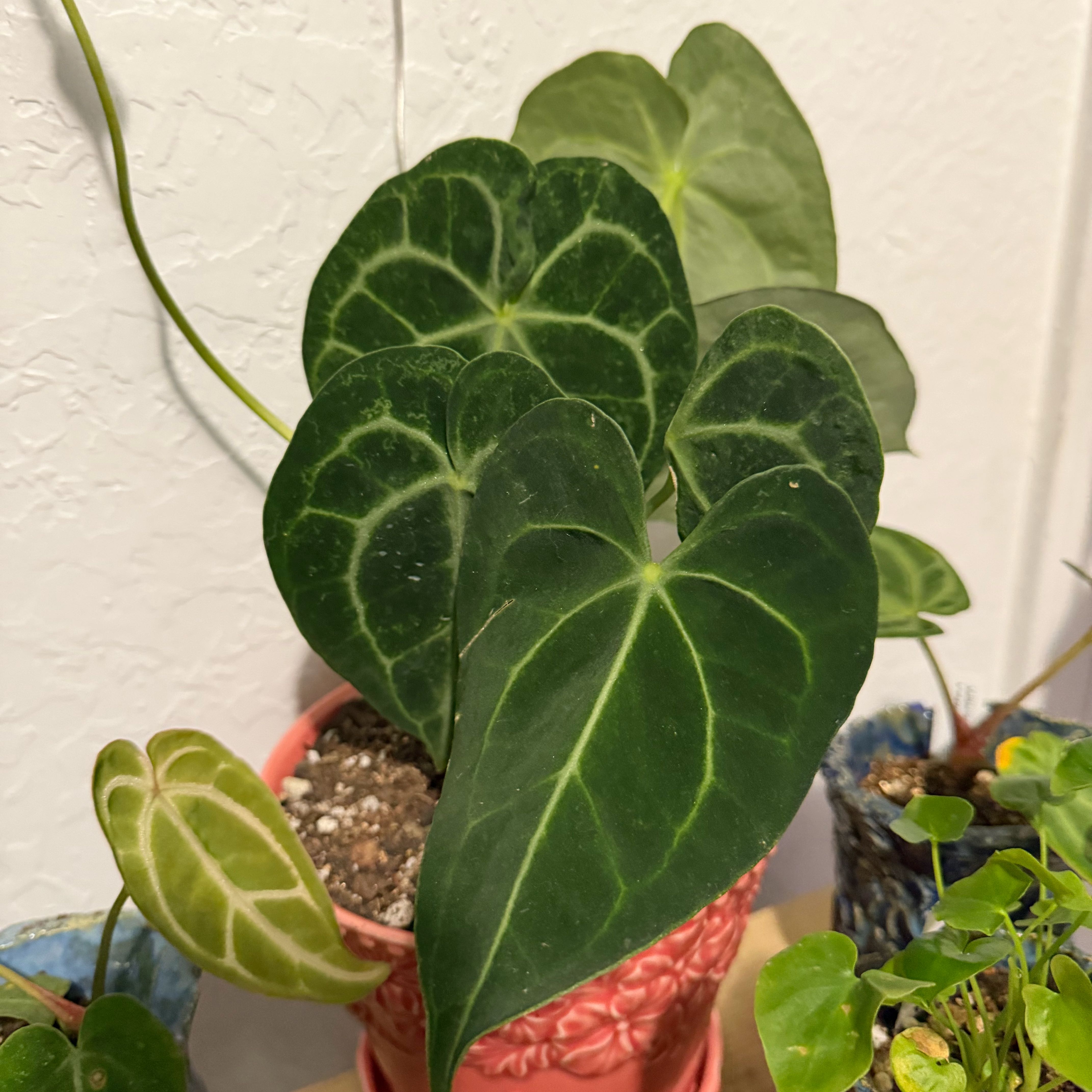 Photo of the plant species Anthurium by @DotsSpot named Anthurium NOID on Greg, the plant care app