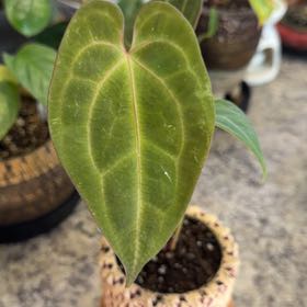 Photo of the plant species David Portilla Dreams by @DotsSpot named Anthurium Bess x Port on Greg, the plant care app