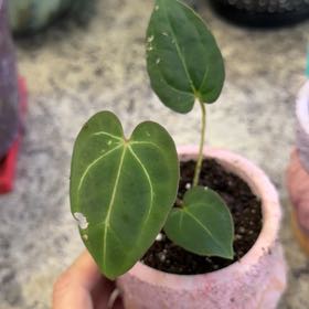 Photo of the plant species Anthurium by @DotsSpot named Anthurium Cara Zara on Greg, the plant care app