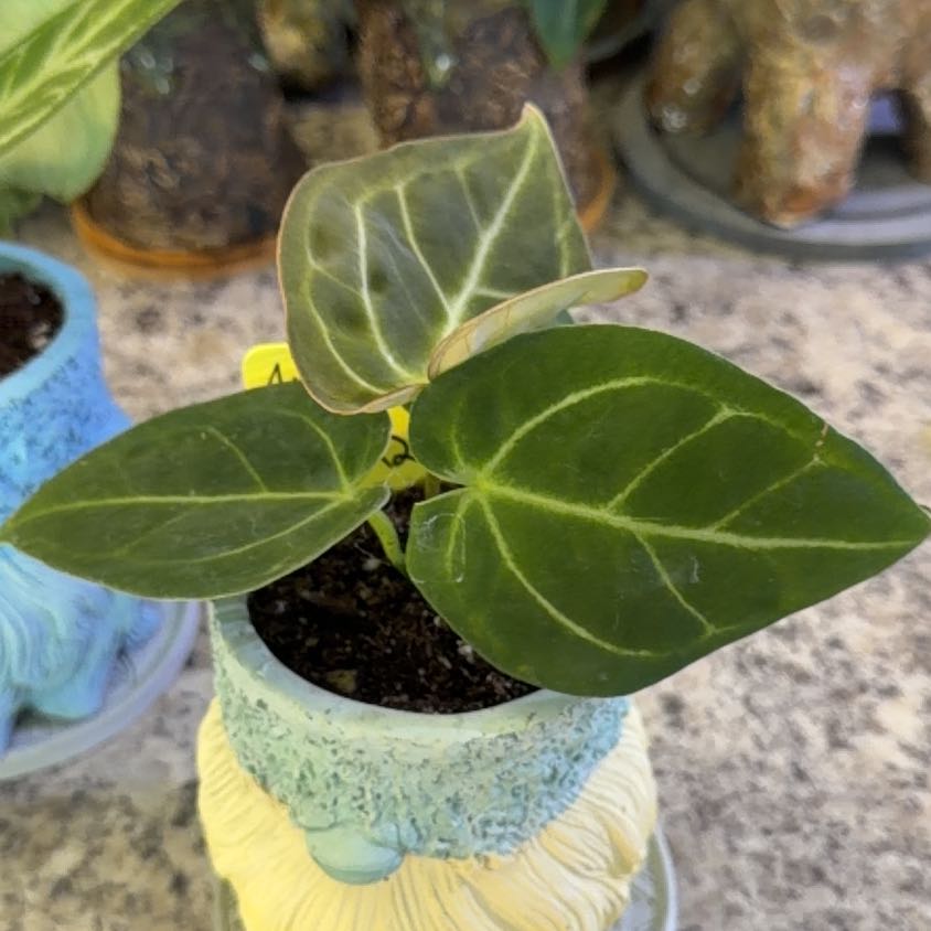 Photo of the plant species Anthurium NOID by @DotsSpot named Anthurium NOID on Greg, the plant care app