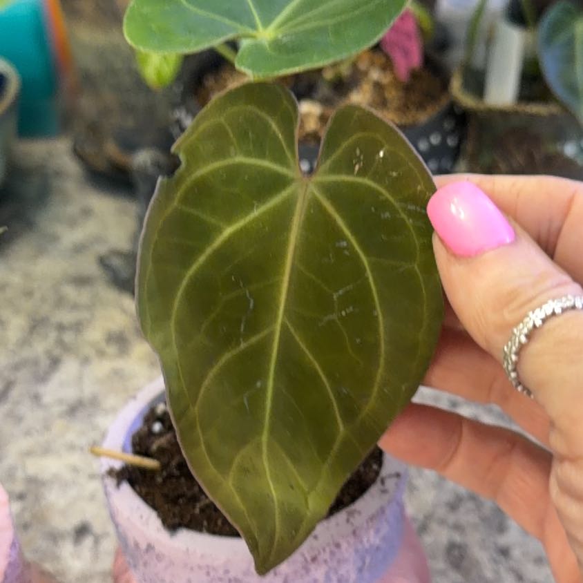 Photo of the plant species Anthurium papillilaminum x magnificum by @DotsSpot named Anthurium Papi x Mag on Greg, the plant care app
