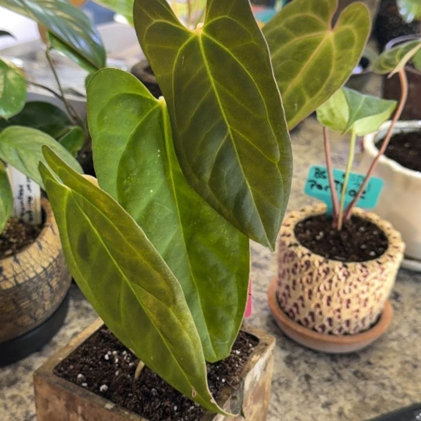 Photo of the plant species Blue Papixregale by @DotsSpot named Anthurium Blue Papi x Xone on Greg, the plant care app