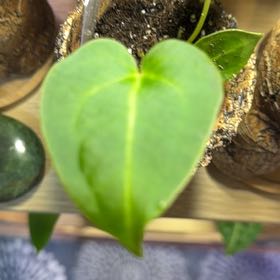 Photo of the plant species Anthurium magnificum by @DotsSpot named Anthurium Mag Norte x Mag Mickey on Greg, the plant care app