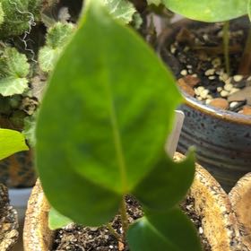 Photo of the plant species Anthurium 'Carla Black' by @DotsSpot named Anthurium Carla x Bess x Crystal on Greg, the plant care app