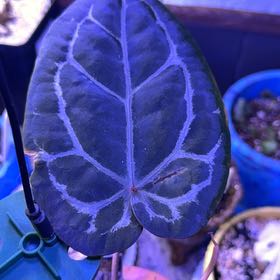Photo of the plant species Anthurium 'Black Magic' by @DotsSpot named Anthurium Black Widow x Michelle Zara on Greg, the plant care app