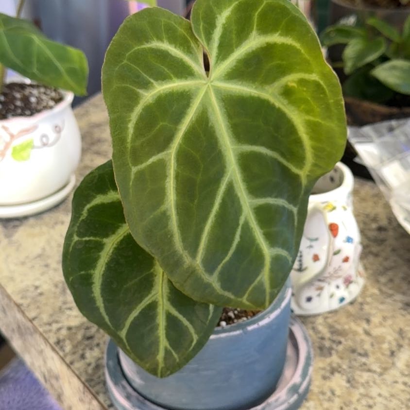 Photo of the plant species Mellow Yellow X Thing 1 by @DotsSpot named Anthurium Mellow Yellow on Greg, the plant care app
