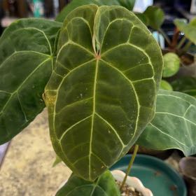 Photo of the plant species Mellow Yellow X Thing 1 by @DotsSpot named Anthurium Mellow Yellow on Greg, the plant care app