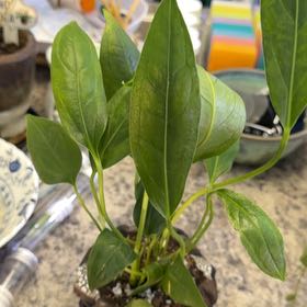 Photo of the plant species Anthurium Big Bill by @DotsSpot named Anthurium Big Bill on Greg, the plant care app