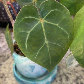 Photo of the plant species Mellow Yellow X Thing 1 by @DotsSpot named Anthurium Mellow Yellow on Greg, the plant care app