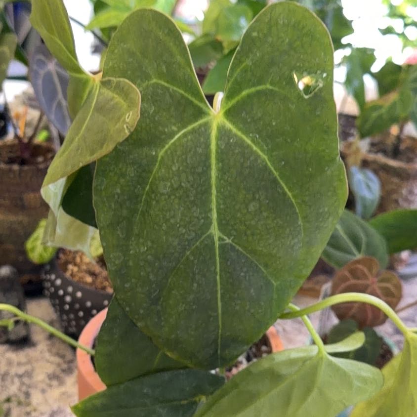 Photo of the plant species Anthurium crystallinum magnificum by @DotsSpot named Anthurium Crystal Mag on Greg, the plant care app