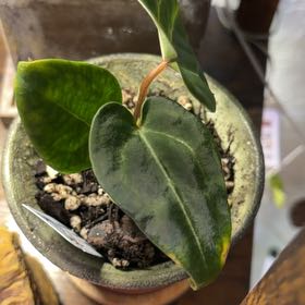 Photo of the plant species Pink Lemonade x Mag Verde by @DotsSpot named Anthurium Pink Lemonade on Greg, the plant care app