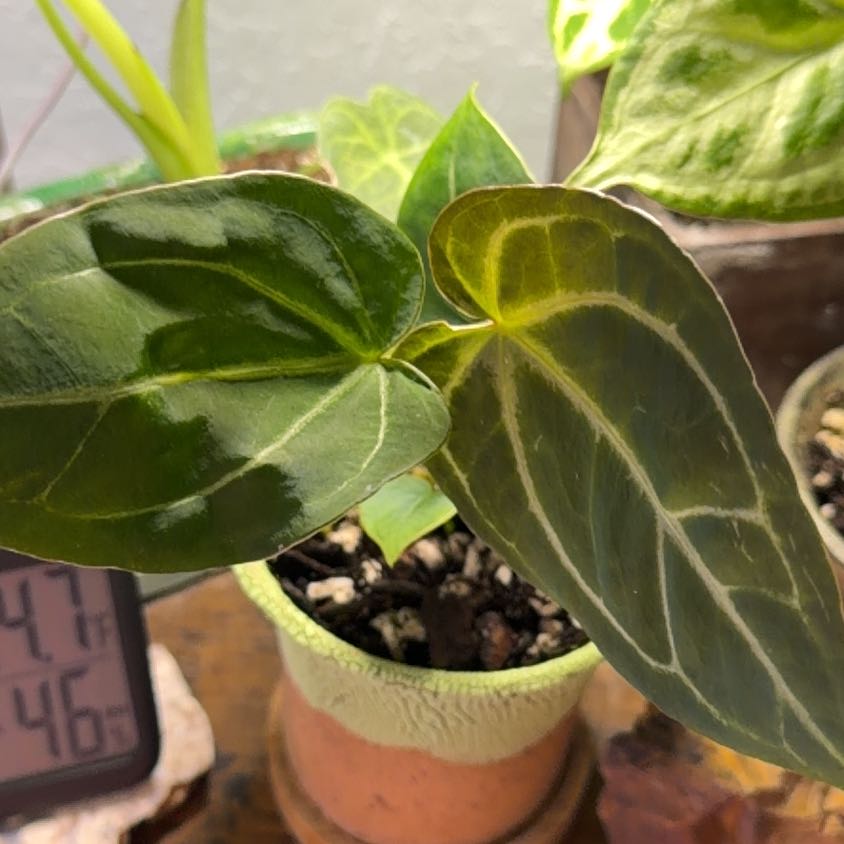 Photo of the plant species Anthurium 'Black Magic' by @DotsSpot named Anthurium Black Beauty on Greg, the plant care app