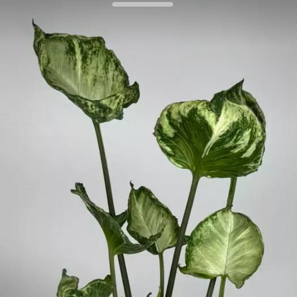 Photo of the plant species Syngonium Godzilla by @DotsSpot named Syngonium Godzilla on Greg, the plant care app