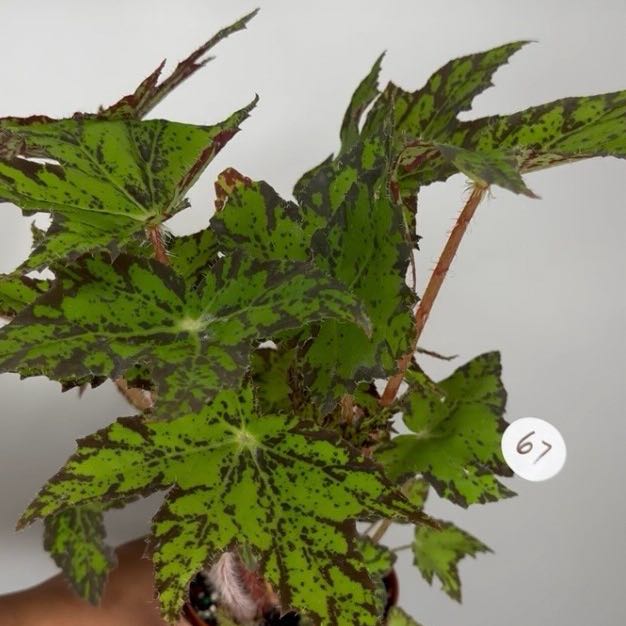 Photo of the plant species Begonia 'Geometry' by @DotsSpot named Begonia Geometry on Greg, the plant care app