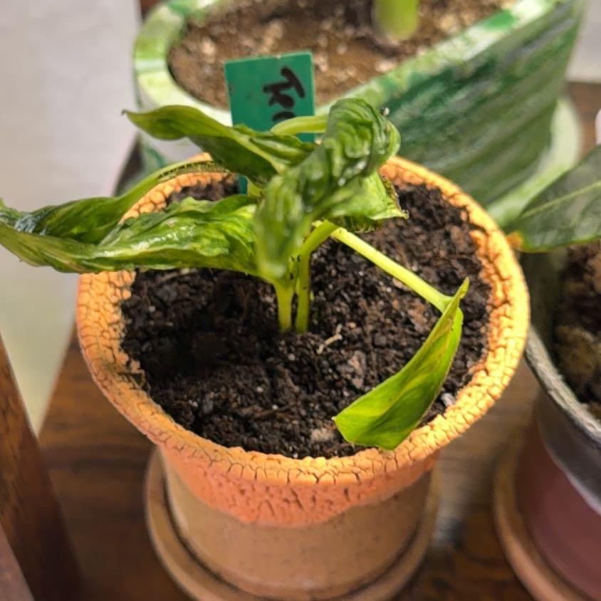 Photo of the plant species Teruno Amazon Pothos by @DotsSpot named Sunshine on Greg, the plant care app