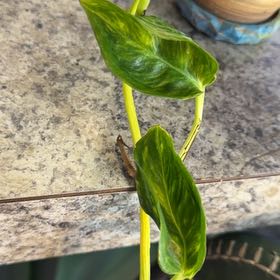 Photo of the plant species Teruno Amazon Pothos by @DotsSpot named Bumpy on Greg, the plant care app