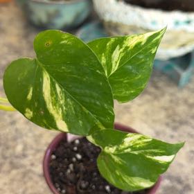 Photo of the plant species Teruno Valencia Pothos by @DotsSpot named Pothos Teruno  Valencia on Greg, the plant care app