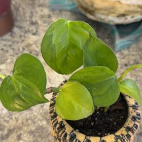 Photo of the plant species Teruno Amazon Pothos by @DotsSpot named Greenjula on Greg, the plant care app
