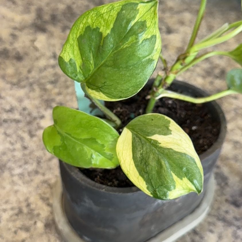 Photo of the plant species Teruno Amazon Pothos by @DotsSpot named Lizard Queen on Greg, the plant care app