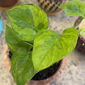 Photo of the plant species Teruno Amazon Pothos by @DotsSpot named Lemon Meringue on Greg, the plant care app