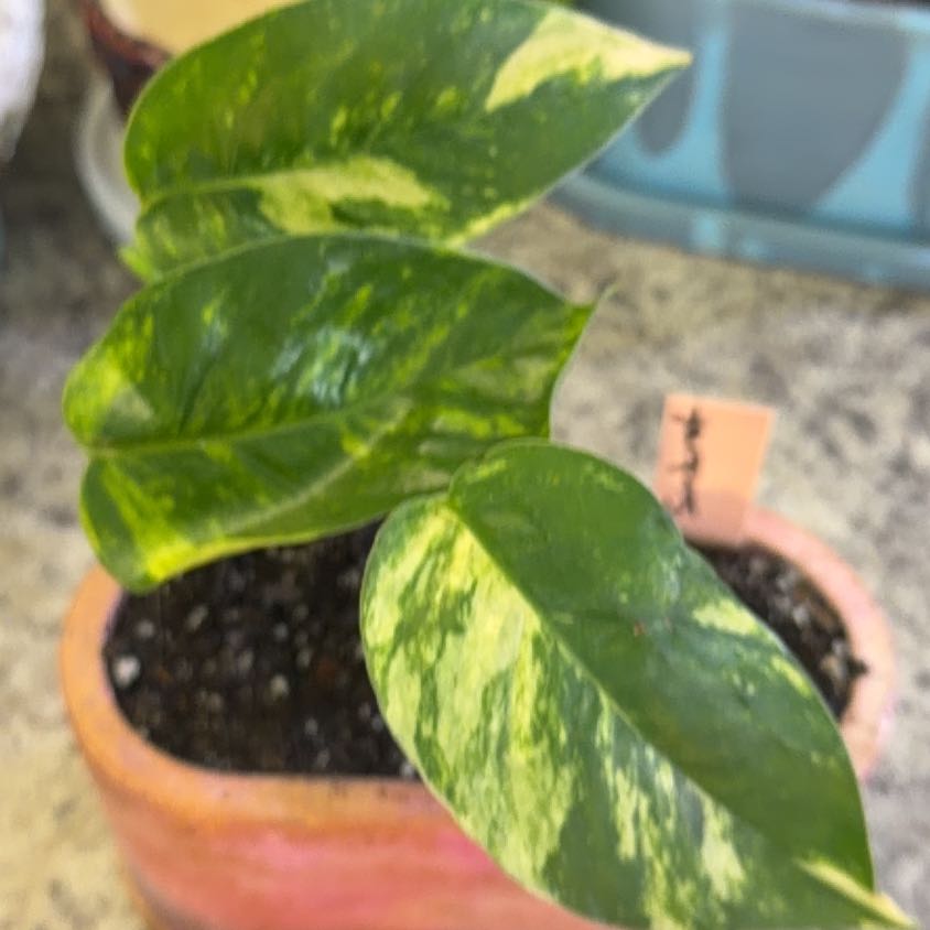 Photo of the plant species Teruno Amazon Pothos by @DotsSpot named Sunburst on Greg, the plant care app