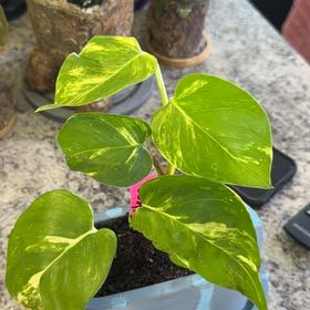 Photo of the plant species Neon Queen Pothos by @DotsSpot named Pothos Neon Queen on Greg, the plant care app
