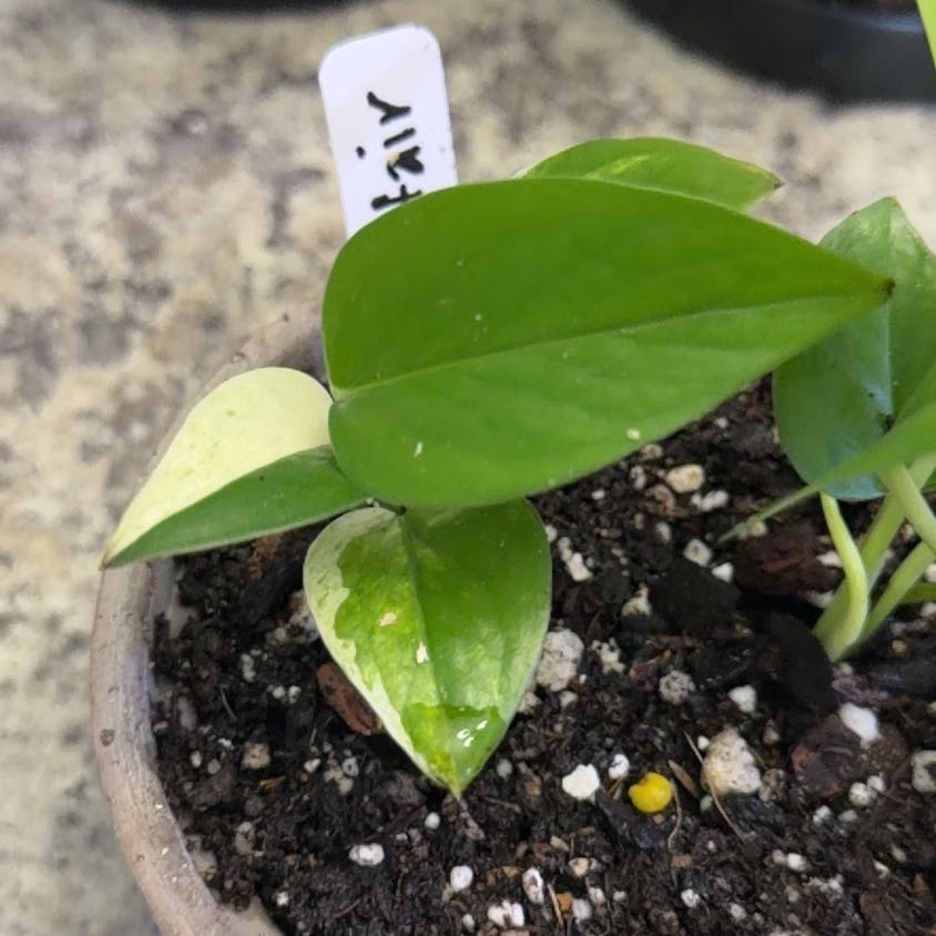 Photo of the plant species Terunoworld 'Fanfare' Pothos by @DotsSpot named Pothos Teruno Fanfare on Greg, the plant care app